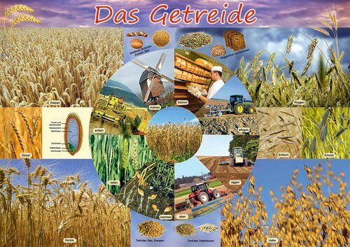 Poster - Das Getreide