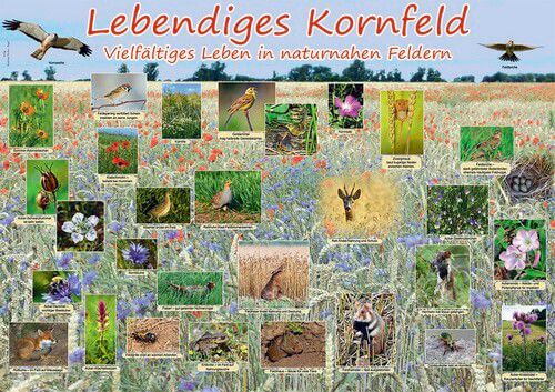 Poster - Lebendiges Kornfeld - Vielfältiges Leben in naturnahen Feldern