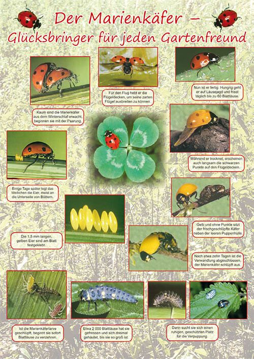 Poster - Der Marienkäfer - Glücksbringer für jeden Gartenfreund