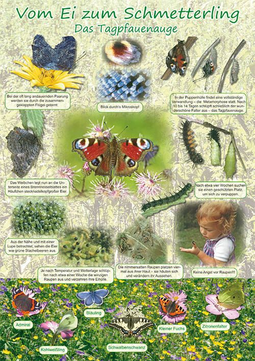 Poster - Vom Ei zum Schmetterling - Das Tagpfauenauge
