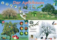 Poster - Der Apfelbaum im Jahresverlauf